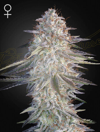 Green House Seeds - Super Lemon Haze x Pink Candy