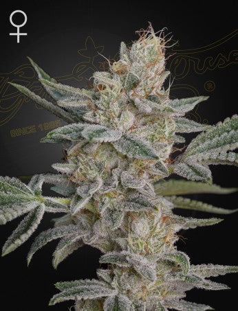 Green House Seeds - GH Super Lemon Haze x RS11