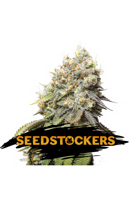 Seedstockers Seeds - Bruce Banner