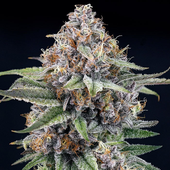 Ripper Seeds - EyeBallz