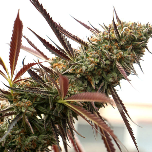 Humboldt Seed Organization Seeds - Ghost of NYC
