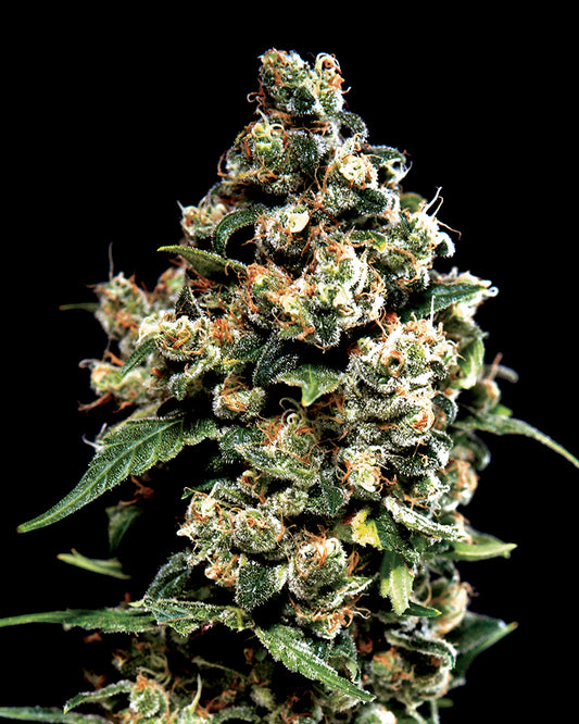 Jack Herer