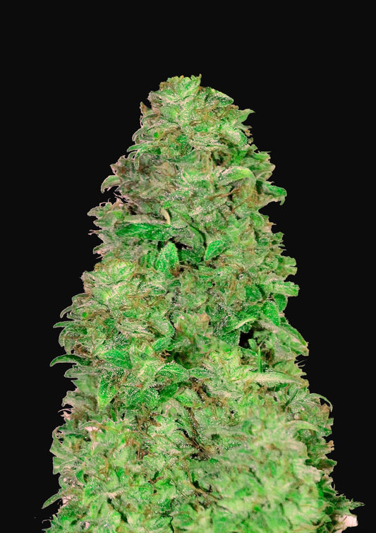 Fast Buds Seeds - Auto CBD 20:1