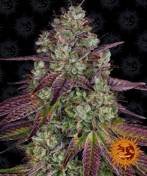 Barneys Farm Seeds - Mimosa Evo