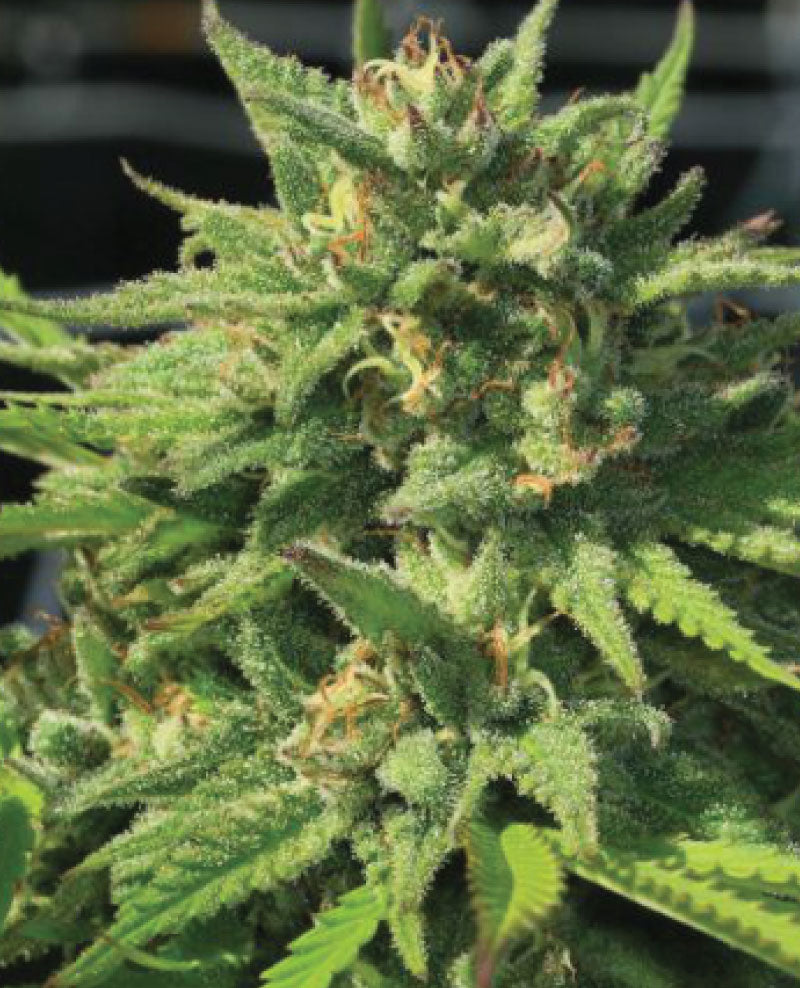 Humboldt Seed Company Seeds - Bigfoot Glue