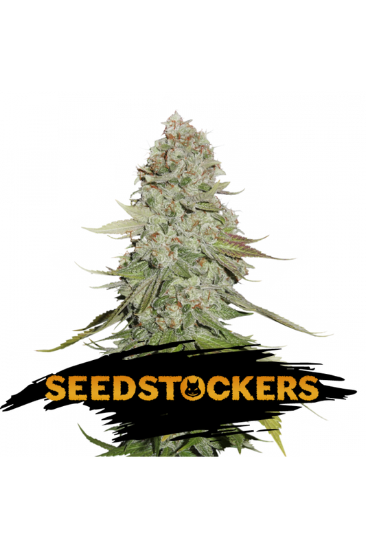 Seedstockers Seeds - GG #4 WAS Gorilla Glue