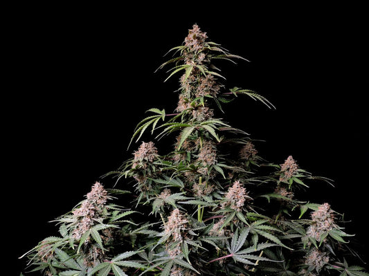 Fast Buds Seeds - Amnesia Zkittlez Auto