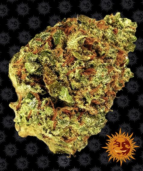 Barneys Farm Seeds - Watermelon Zkittlez Auto