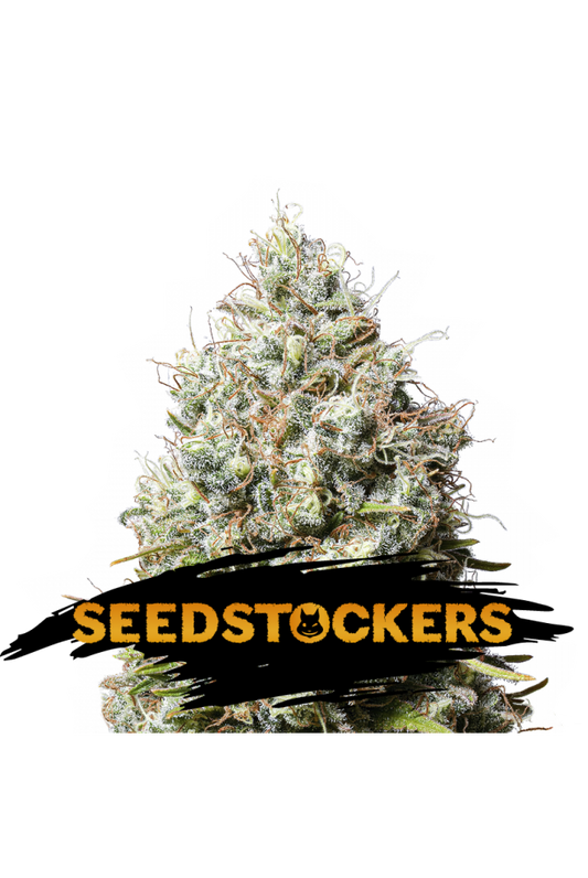 Seedstockers Seeds - Jack Herer