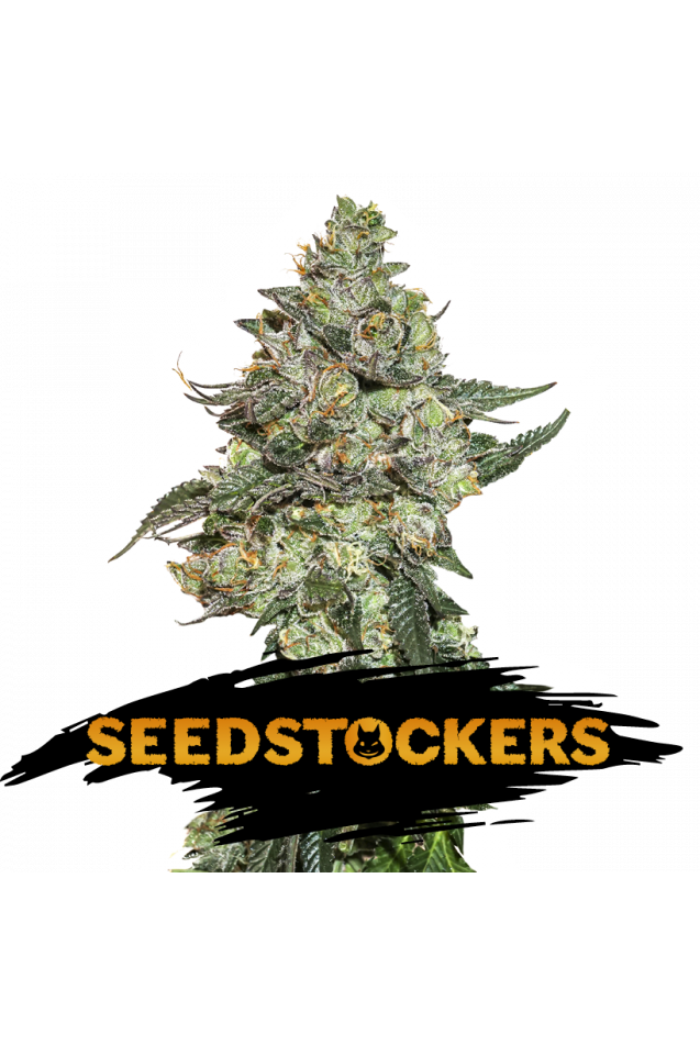 Seedstockers Seeds - Girl Scout Cookies Auto