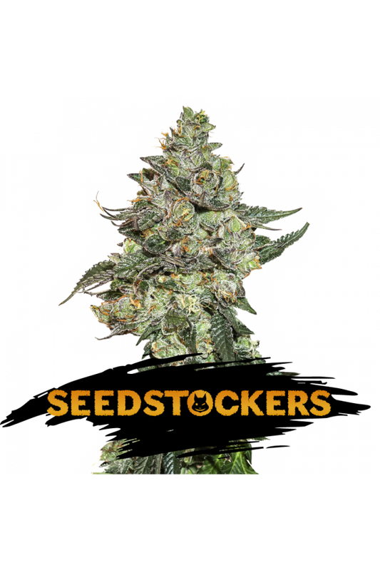 Seedstockers Seeds - Girl Scout Cookies Auto