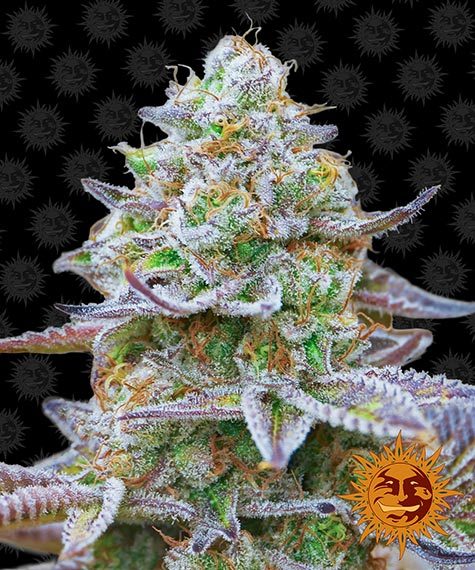 Barneys Farm Seeds - Gorilla Zkittlez