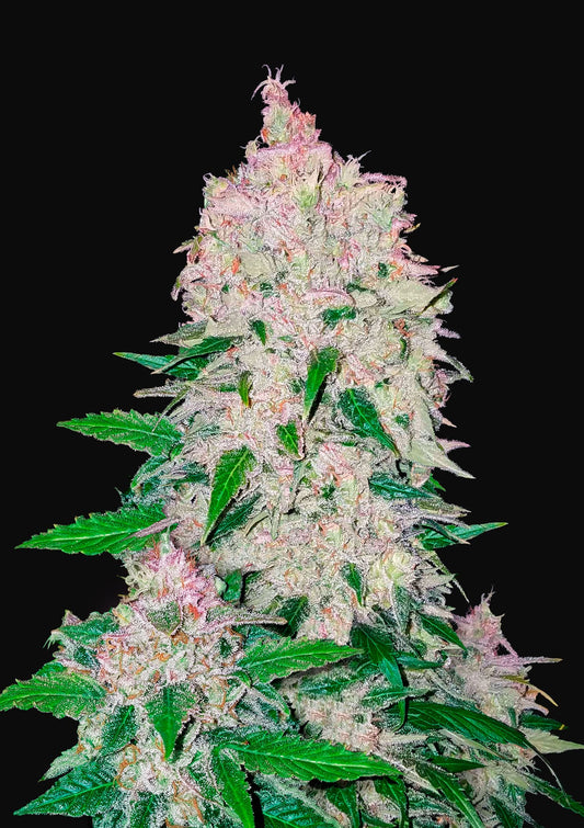 Fast Buds Stardawg (3 FEM)