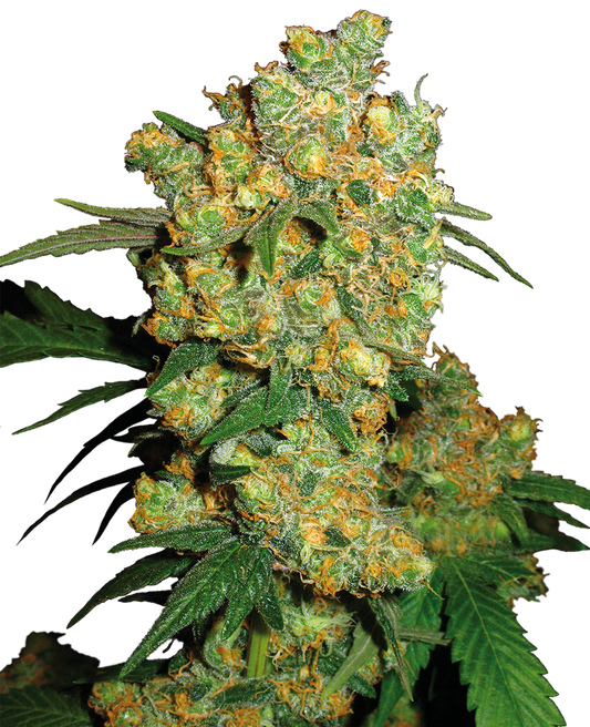 Sensi Seed Bank Seeds - Big Bud